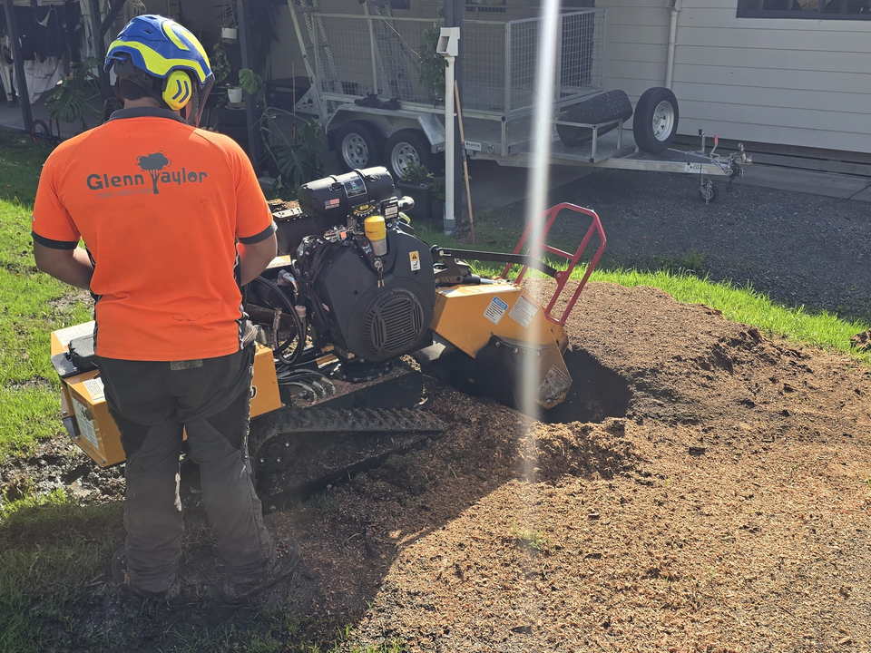 Crew member in a Glenn Taylor Tree Services shirt and helmet working a tracked stump grinder over a ground-out stump on a lawn beside a house, with the trailer parked behind